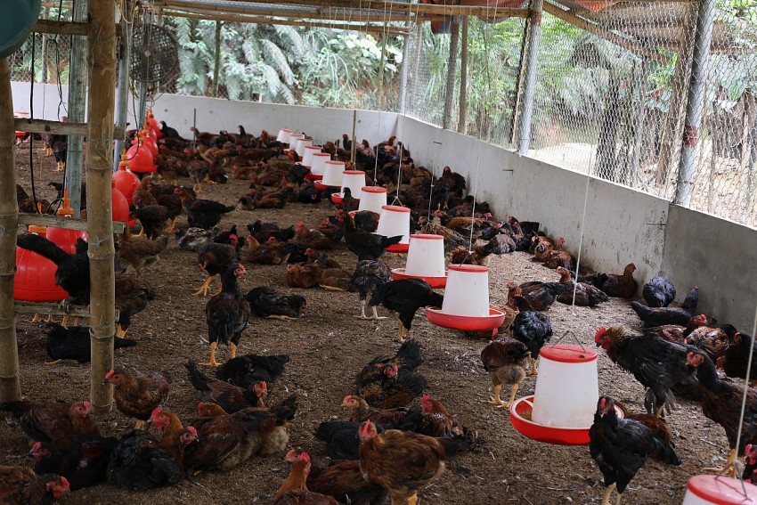 Mô hình gà chọi kết hợp giưa chăn nuôi công nghiệp và thả vườn đang mang lại thu nhập ổn địng cho gia đình anh Lâm. 