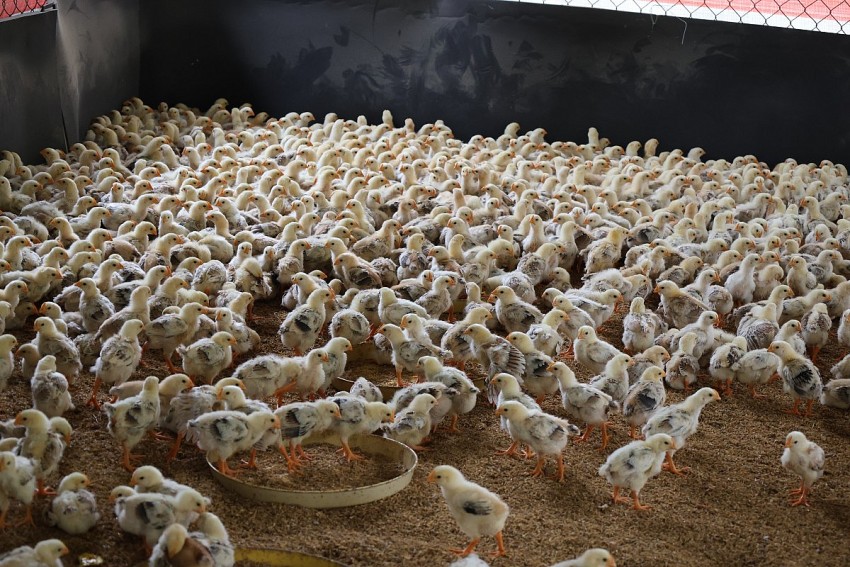 Sau 30 ngày úm trong chuồng, gà sẽ được anh lâm thả ra ngoài tự nhiên để tăng cường sức đề kháng. 