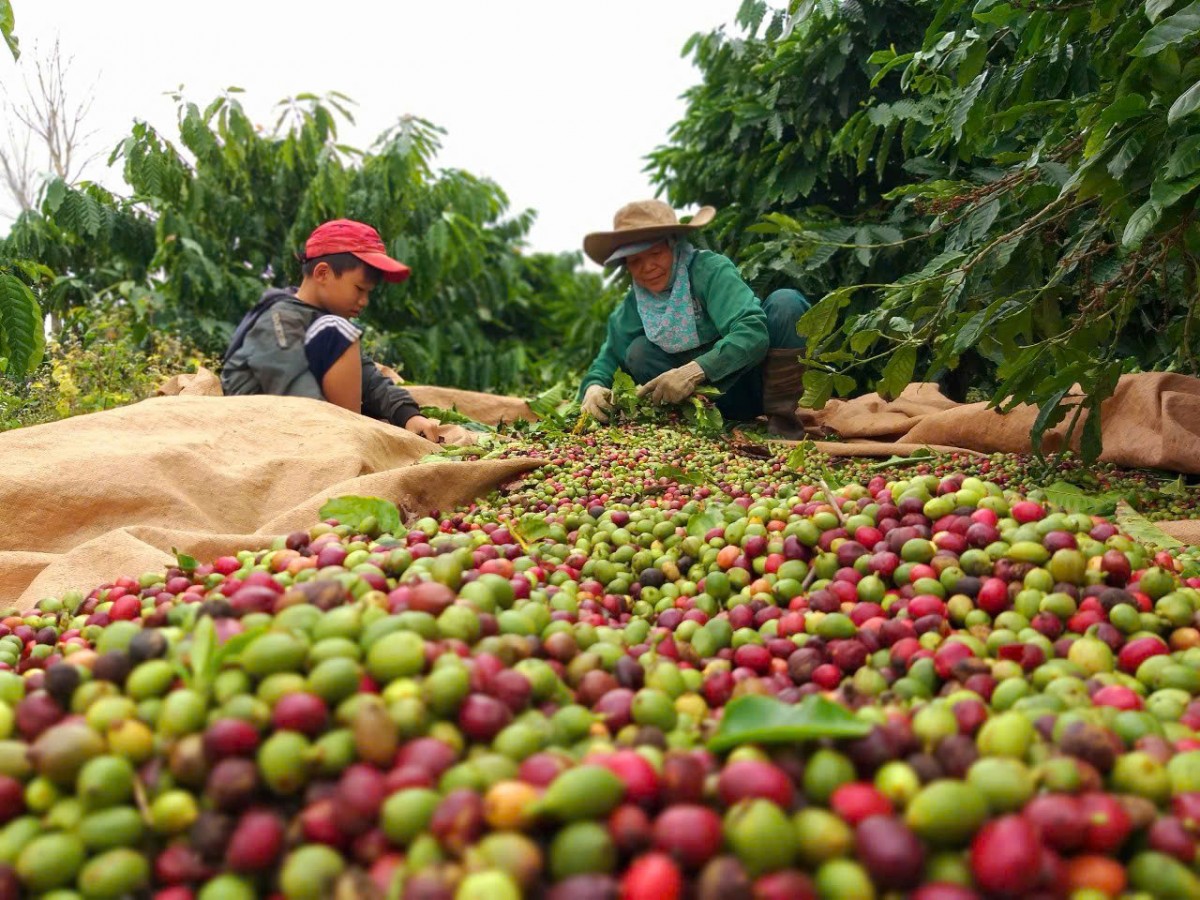 Đắk Lắk đặt mục tiêu đến 2030, phấn đấu toàn tỉnh có 77% số xã đạt chuẩn nông thôn mới