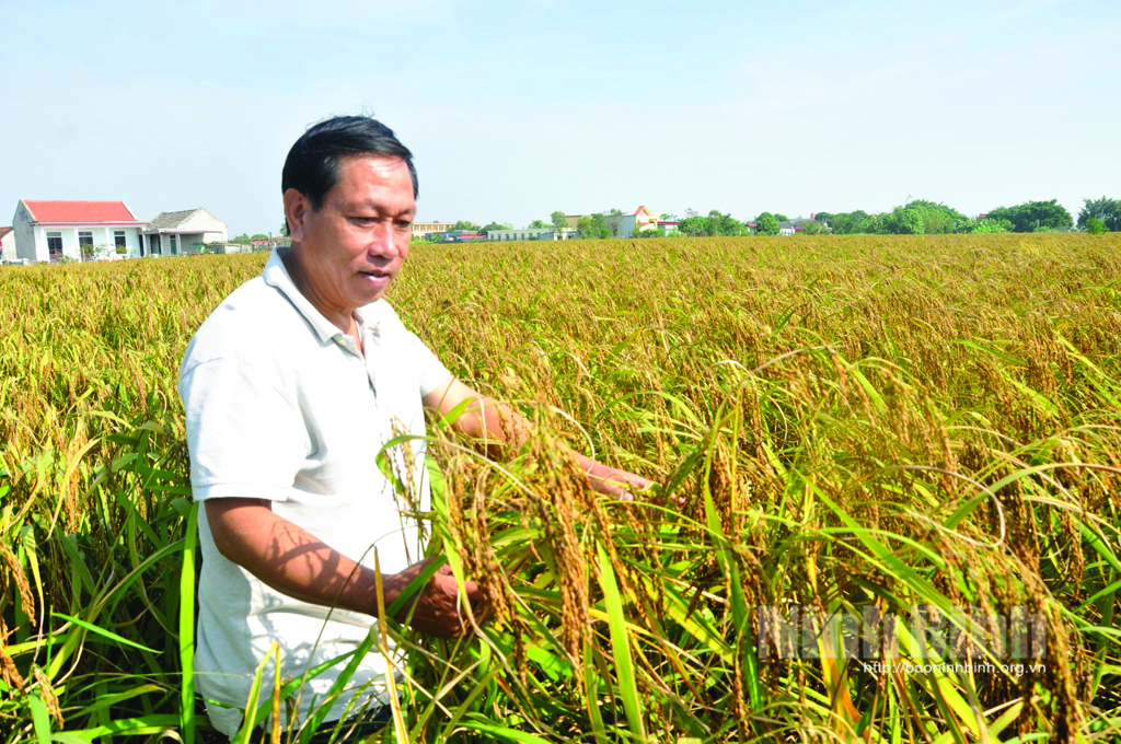 Hiện trạng phát triển nông nghiệp hữu cơ tại Việt Nam