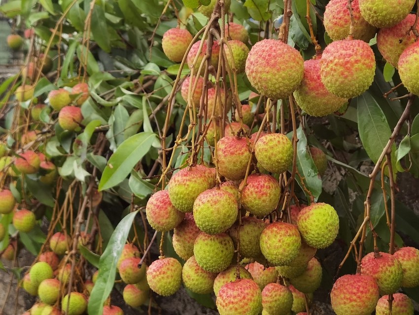 Những chùm vải chín mọng nước. Ảnh: Duy Tùng
