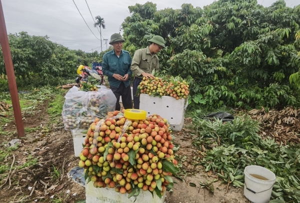 Quảng Ninh: Nông dân Phường Yên Tử hứng khởi thu hoạch vải chín sớm