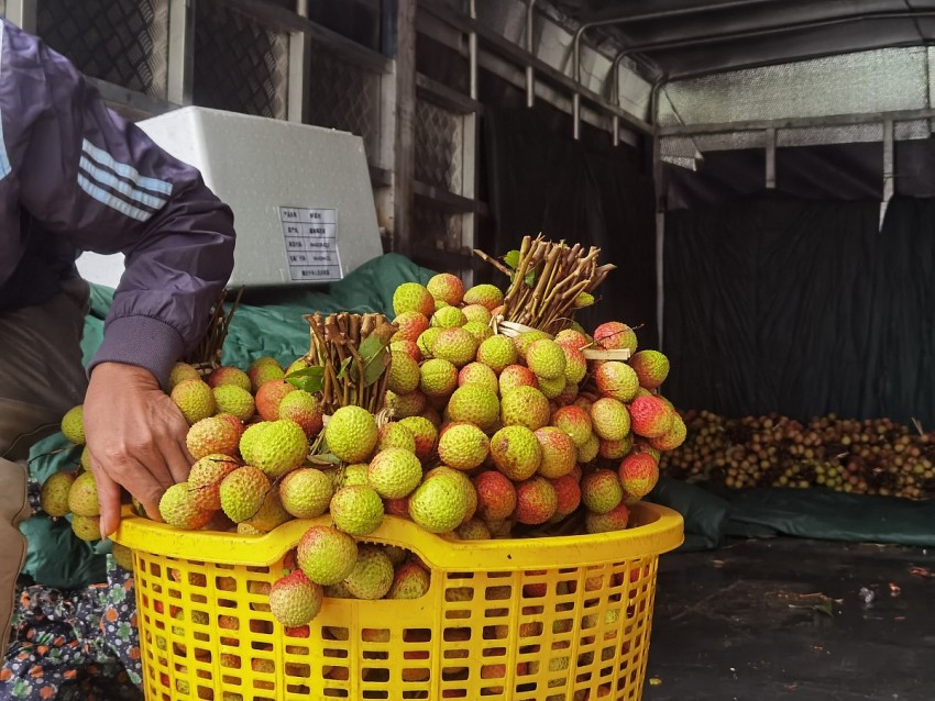 Từng sọt vải từ sớm đã được hái để bán cho thương lái. Ảnh: Duy Tùng