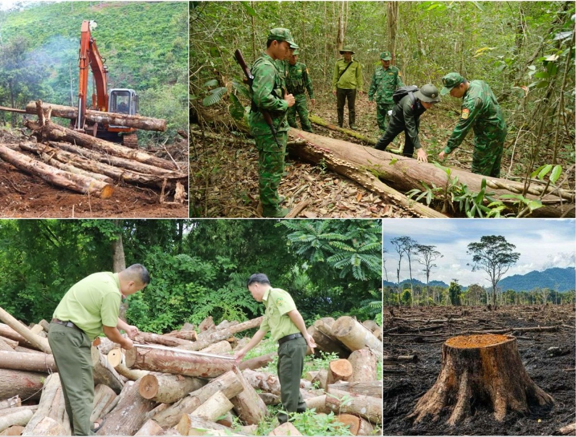 Lấn chiếm rừng có thể bị phạt tới 80 triệu đồng
