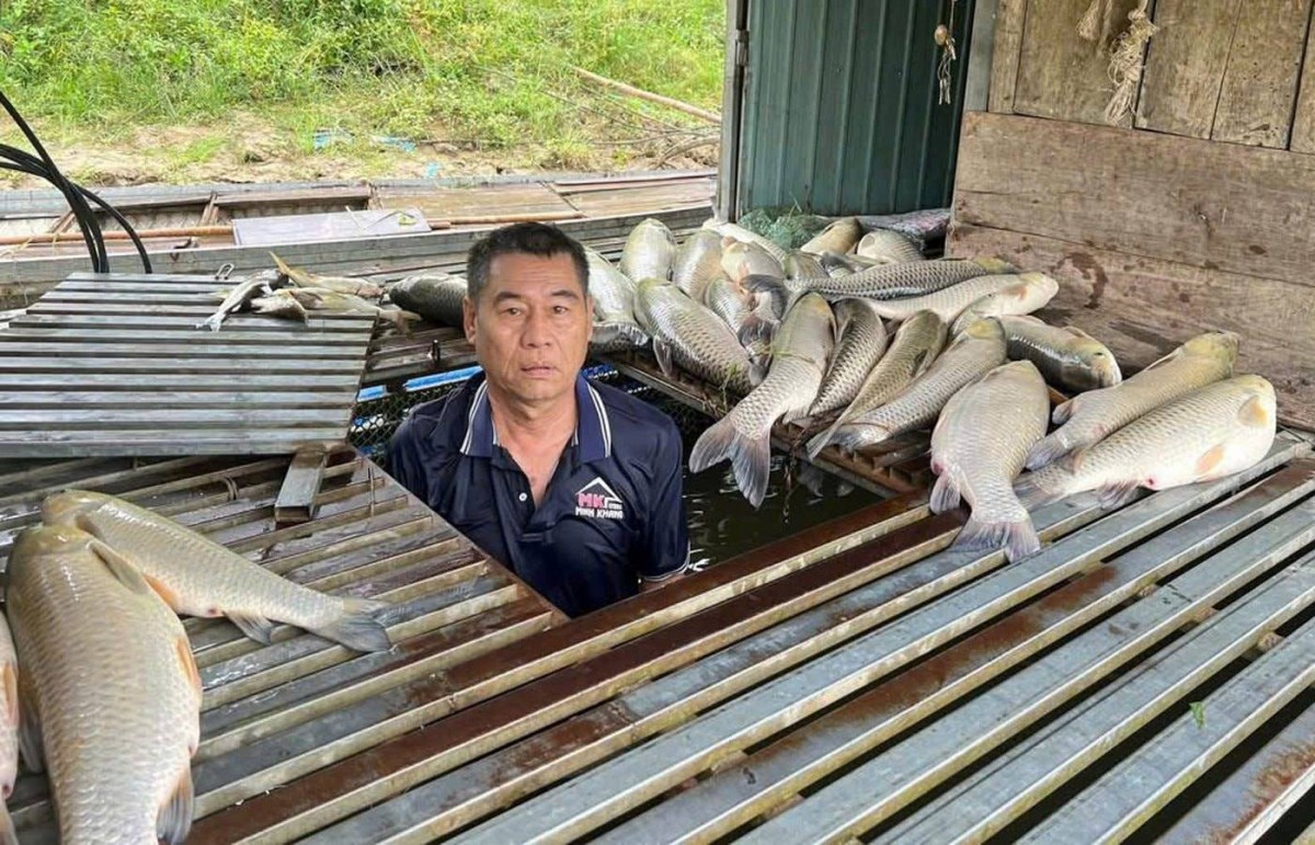 Chưa phát hiện “bất thường” trong vụ cá nuôi lồng chết hàng loạt trên sông Lam