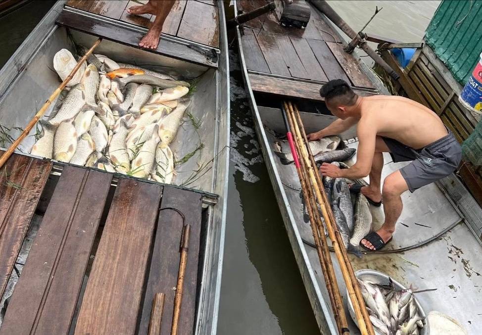 Tìm nguyên nhân khiến hơn 8,6 tấn cá lồng chết bất thường trên sông Lam
