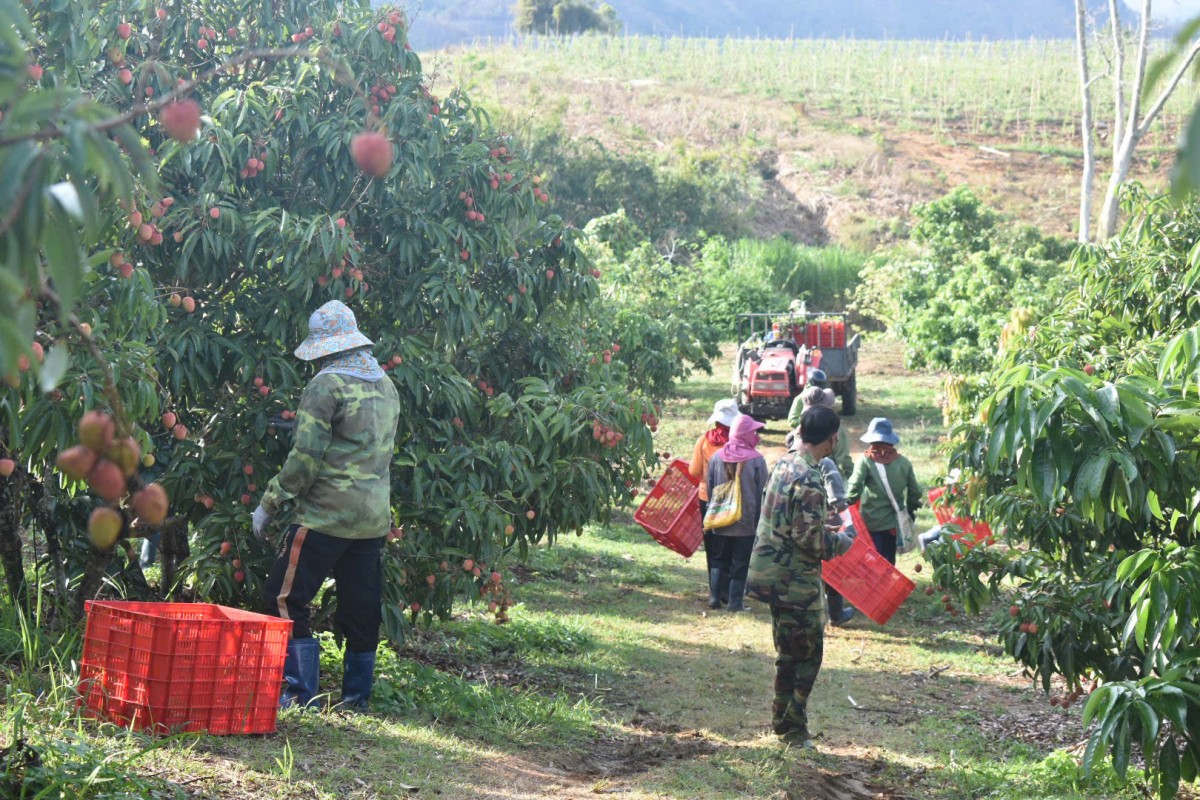 Đắk Lắk: Rực đỏ những vườn vải Ea Knốp vào mùa thu hoạch