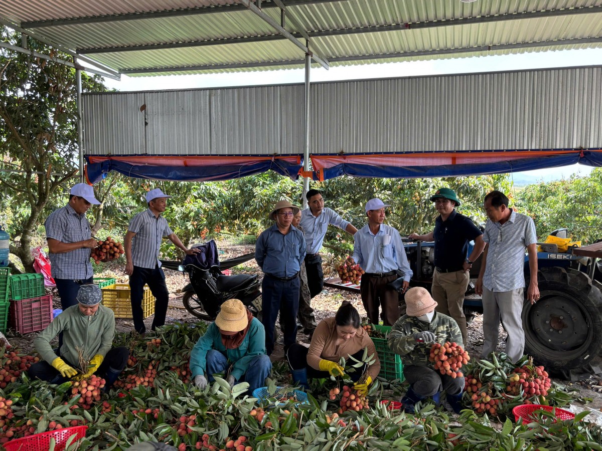Đắk Lắk: Rực đỏ những vườn vải Ea Knốp vào mùa thu hoạch