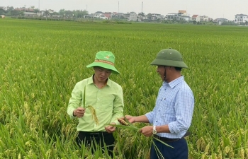 Khẳng định vai trò khuyến nông trong canh tác lúa phát thải thấp gắn với tăng trưởng xanh