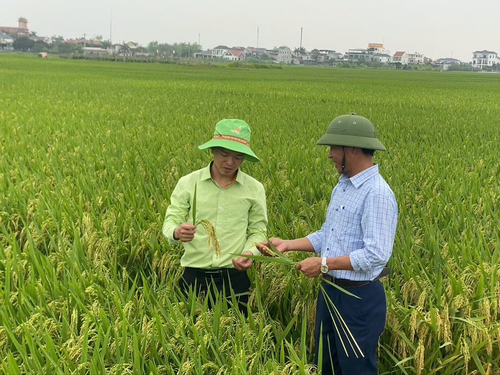 Nhân rộng mô hình canh tác lúa phát thải thấp gắn với tăng trưởng xanh