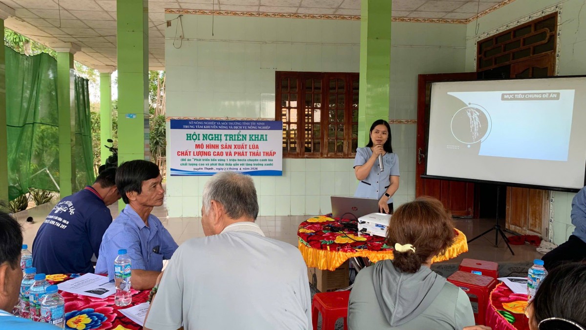 Tây Ninh đẩy mạnh mô hình lúa chất lượng cao, phát thải thấp vụ Hè Thu 2026