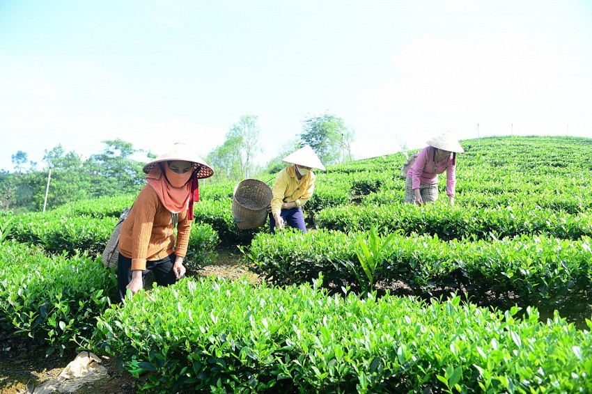 Những năm trở lại đây, cây chè đã giúp cho nhiều hộ dân tại xã Thọ Bình thoát khỏi đói nghèo. 