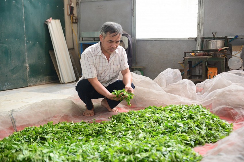 Ông Lê Đình Tú - Giám đốc HTX Dịch vụ Nông lâm nghiệp Bình Sơn cho biết hiện có hàng trăm hộ dân tham gia liên kết trồng chè trong HTX. 