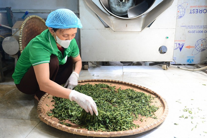 bà Lê Thị Tuyết đang kiểm tra và thực hiện các công đoạn sao chè. 