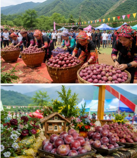 Mận hậu Lóng Phiêng hút khách nhờ trải nghiệm hái quả tại vườn