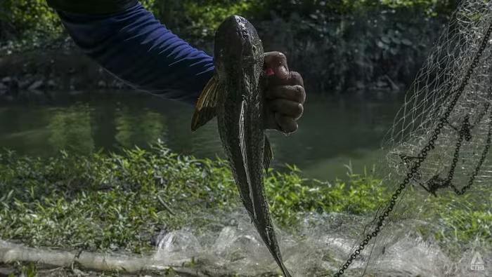 Báo động đà "chiếm lĩnh địa bàn" của cá lau kính ở sông hồ Đông Nam Á