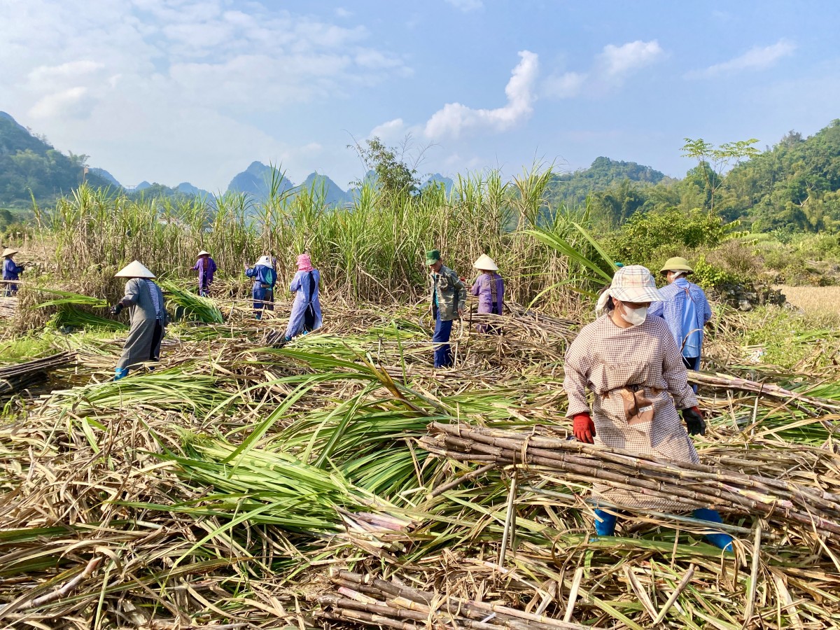 Liên kết sản xuất theo chuỗi giá trị – nâng tầm sản phẩm địa phương