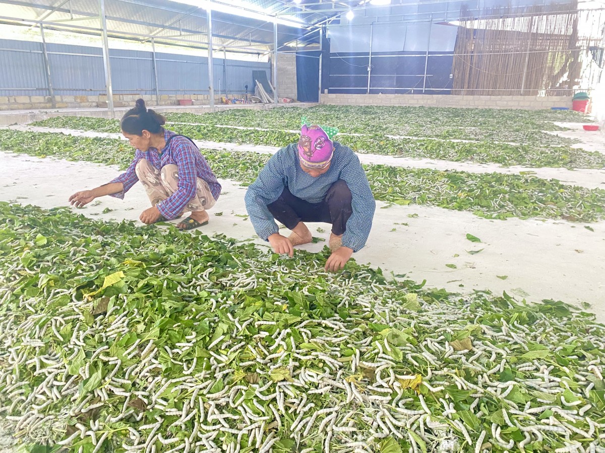 Liên kết sản xuất theo chuỗi giá trị – nâng tầm sản phẩm địa phương