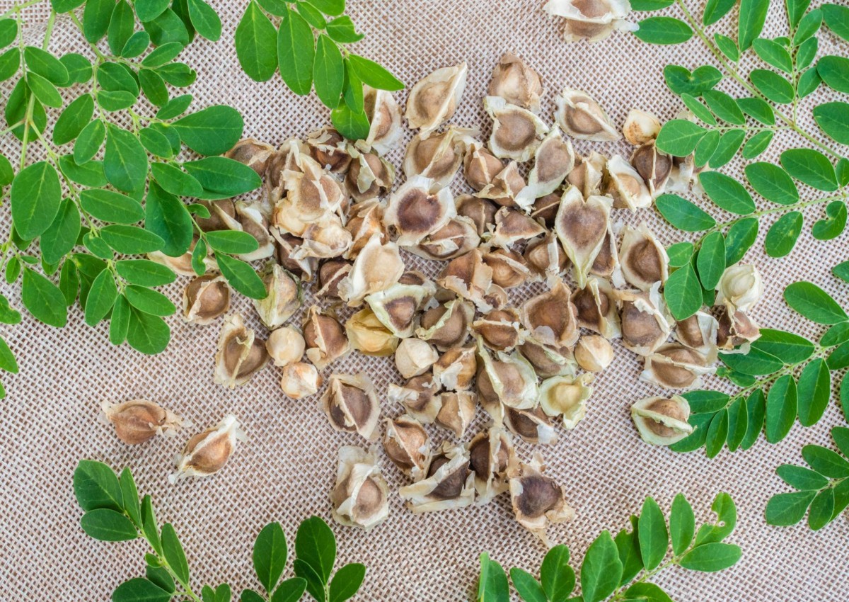 Hạt chùm ngây giúp làm sạch vi nhựa trong nước uống