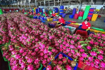 Yêu cầu tuân thủ nghiêm các quy định để thúc đẩy xuất khẩu nông sản