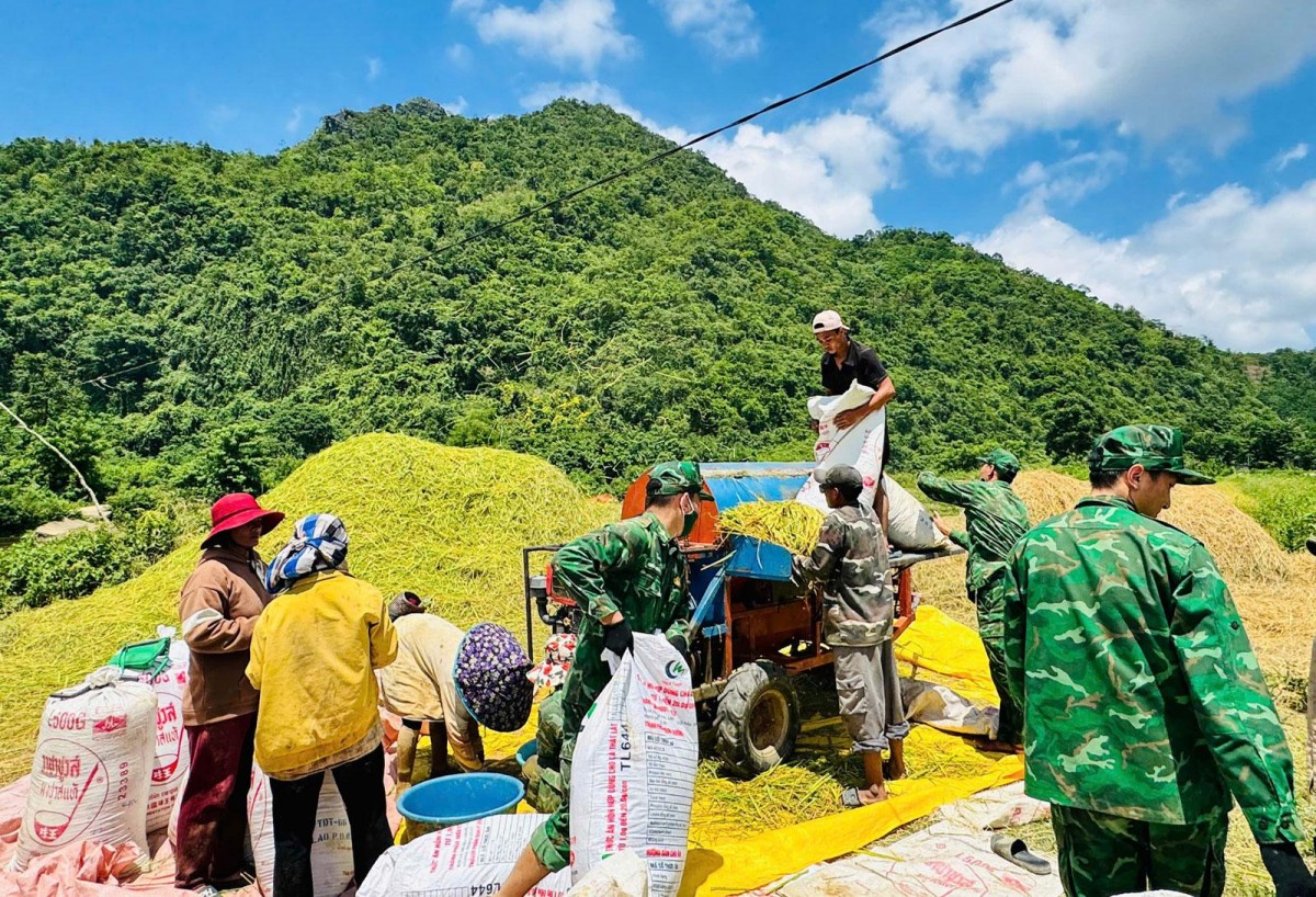 Quảng Trị: Bộ đội Biên phòng giúp Nhân dân thu hoạch lúa Đông - Xuân năm 2026