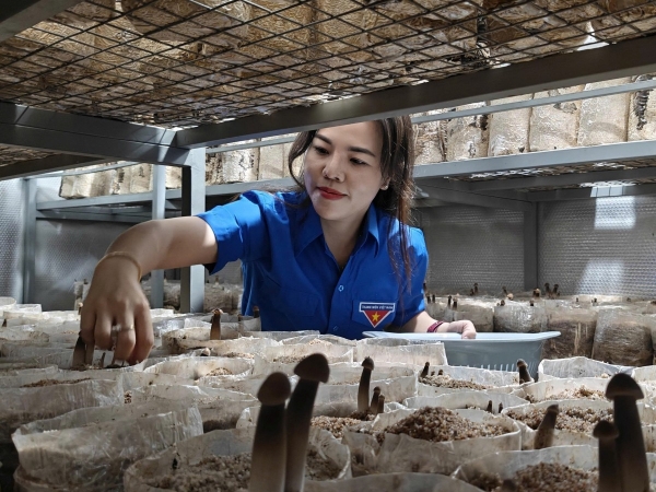 Bứt phá nhờ mô hình trồng nấm mối đen ứng dụng công nghệ cao