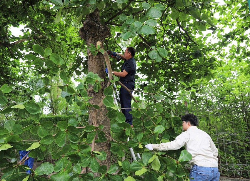 Sôi nổi buổi ra quân tổng vệ sinh toàn Công ty Supe Lâm Thao