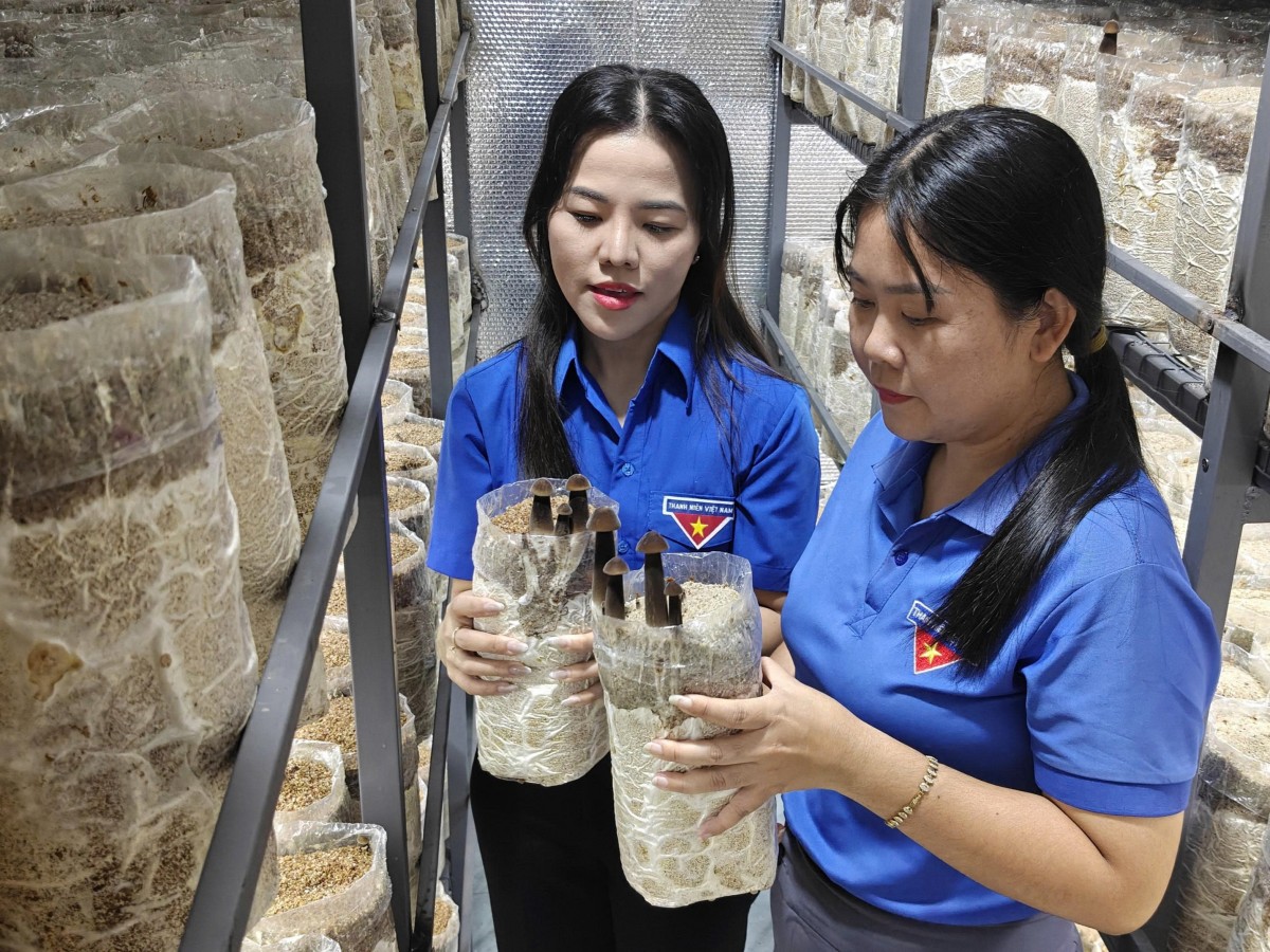Bứt phá nhờ mô hình trồng nấm mối đen ứng dụng công nghệ cao