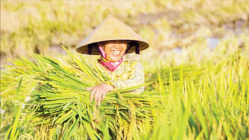Giảm phát thải methane trong trồng trọt