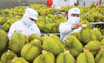Quyết liệt tháo gỡ “nút thắt” kiểm nghiệm, thúc đẩy xuất khẩu sầu riêng và nông sản chủ lực