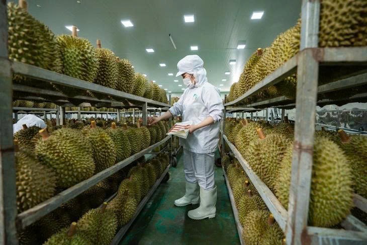 Kiểm tra, giám sát cơ sở đăng ký xuất khẩu sầu riêng đông lạnh sang Trung Quốc