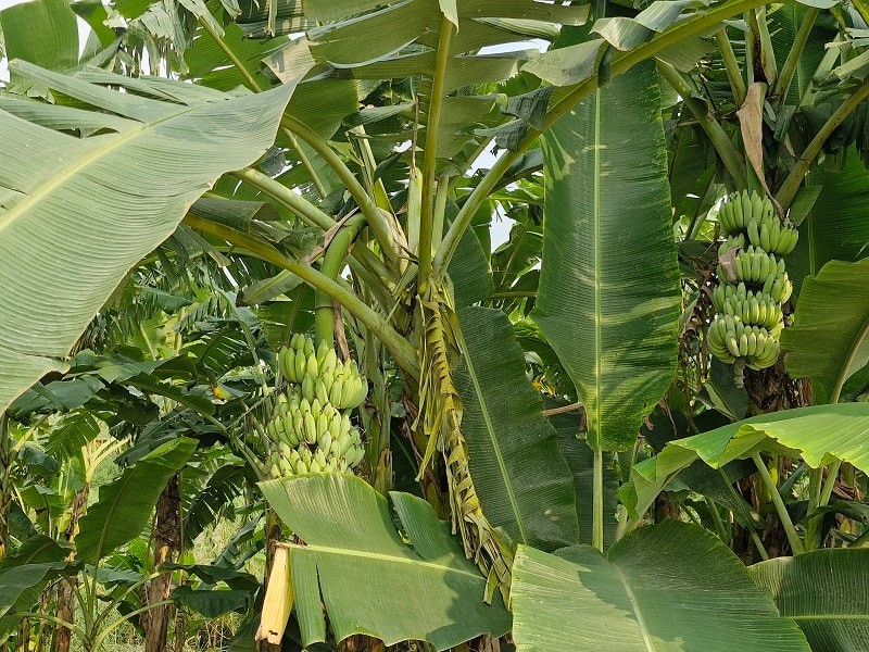 Hiệu quả kinh tế từ trồng chuối cao sản ở vùng ven sông Hồng