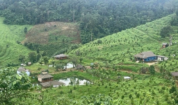 Tăng cường xử lý vi phạm về đất lâm nghiệp, khai thác trái phép môi trường rừng
