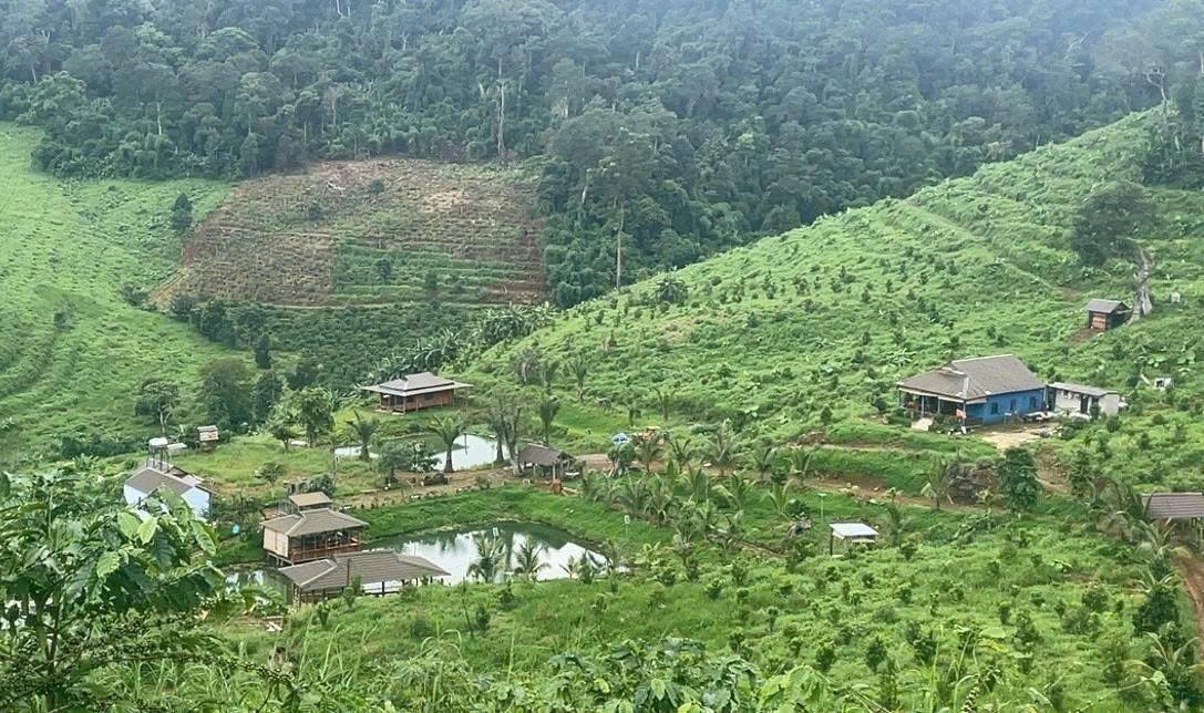 Tăng cường xử lý vi phạm về đất lâm nghiệp, khai thác trái phép môi trường rừng