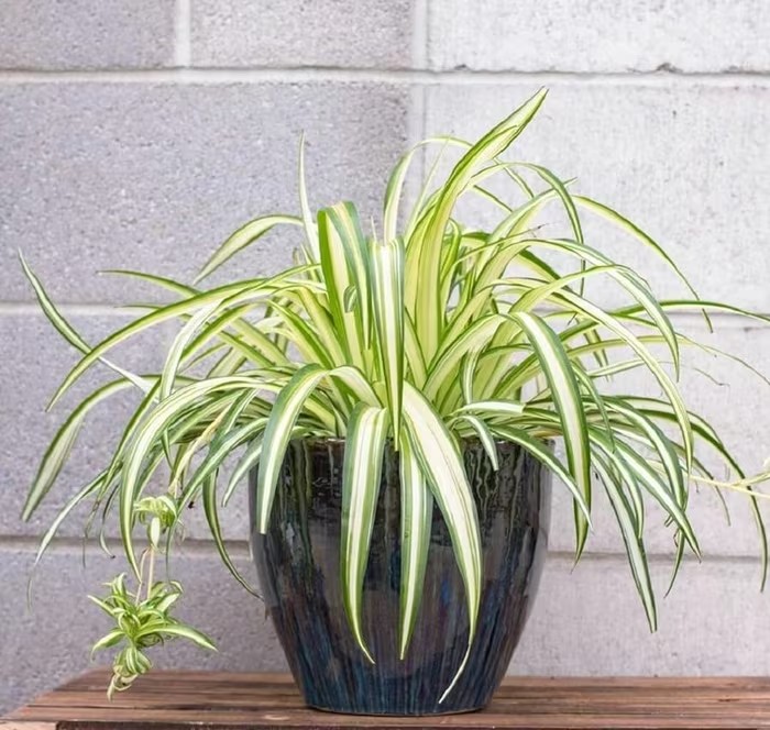 Những loại cây giúp giảm căng thẳng, cải thiện giấc ngủ