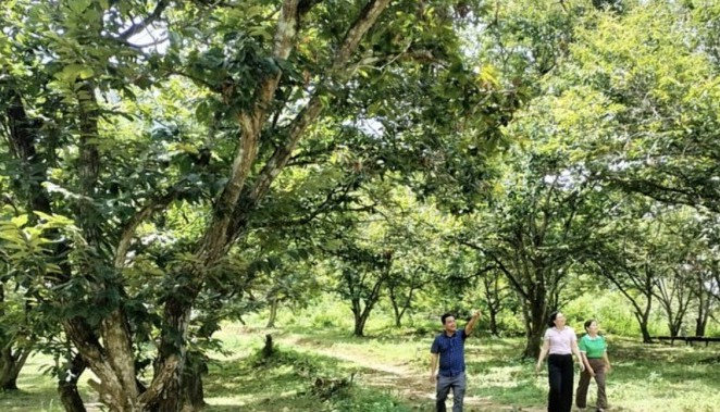 Phát triển sản xuất nông nghiệp hàng hóa gắn với cây trồng đặc sản địa phương