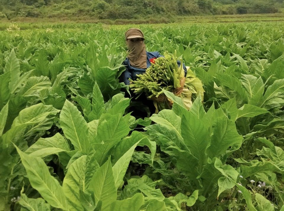 Phát triển sản xuất nông nghiệp hàng hóa gắn với cây trồng đặc sản địa phương