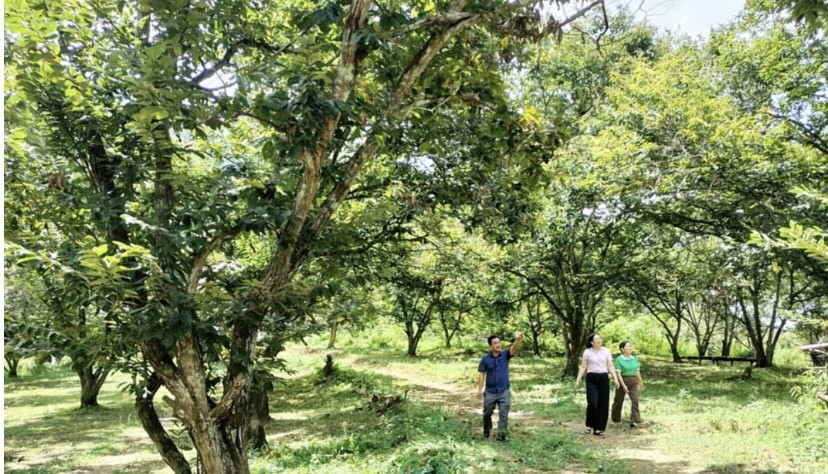 Phát triển sản xuất nông nghiệp hàng hóa gắn với cây trồng đặc sản địa phương