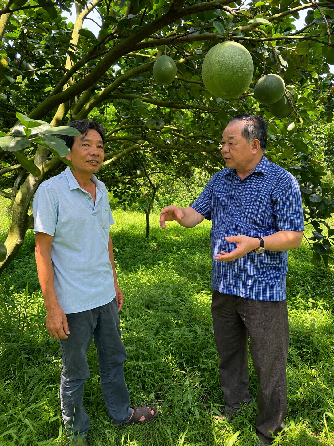 Lão nông giữ “hơi thở” cho đất bằng bưởi hữu cơ