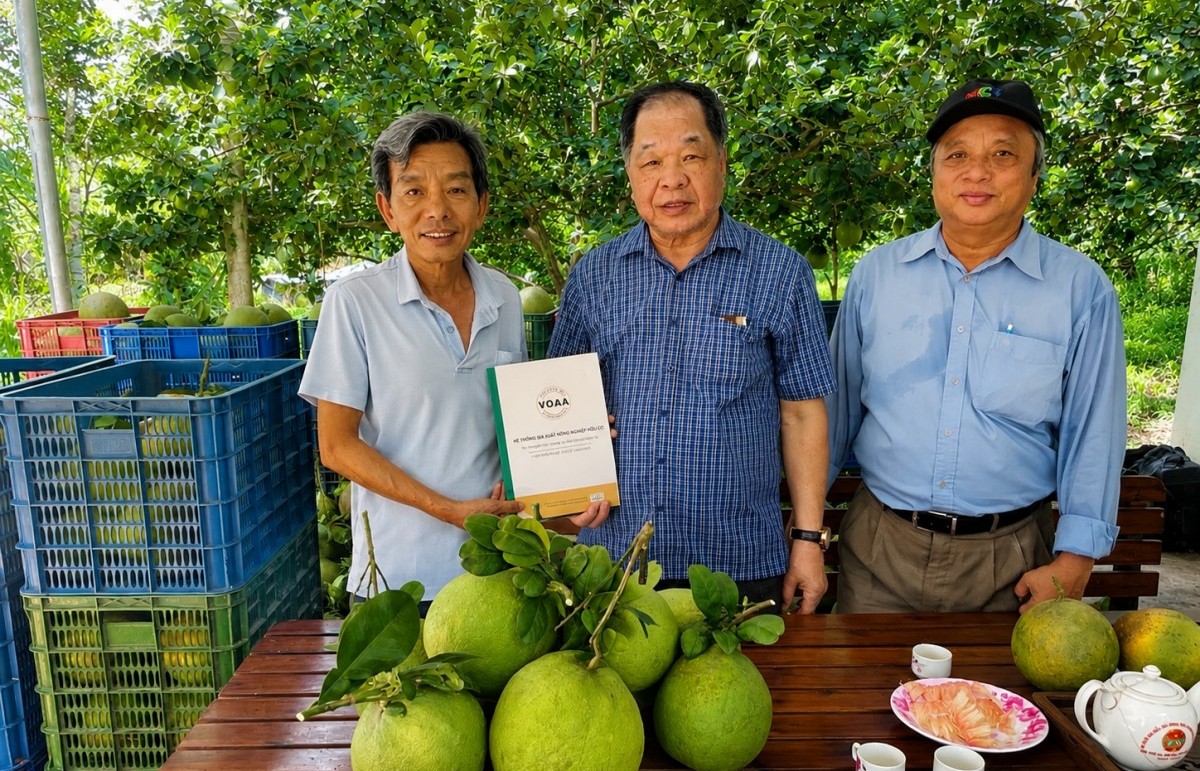 Lão nông giữ “hơi thở” cho đất bằng bưởi hữu cơ