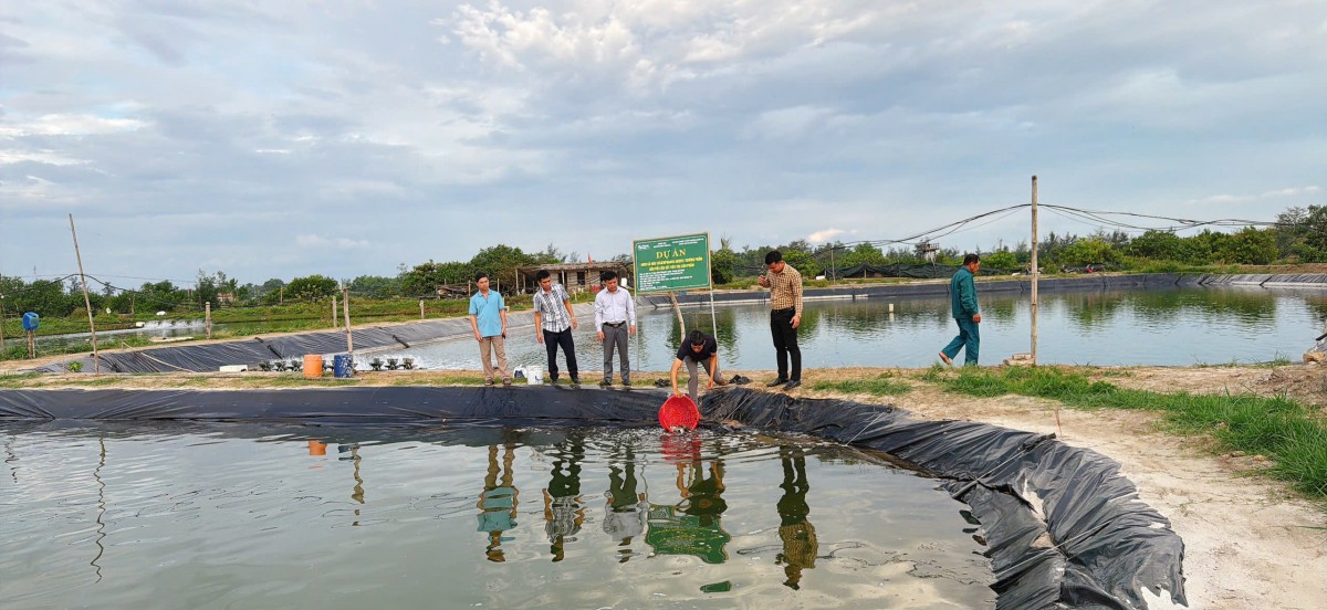 Quảng Trị: Trung tâm Khuyến nông thả 30.000 con giống cá nâu tại xã Bến Hải