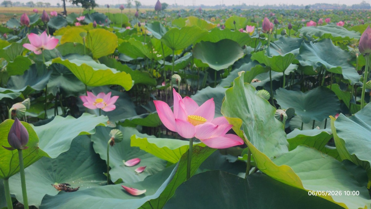 văn hóa Huế