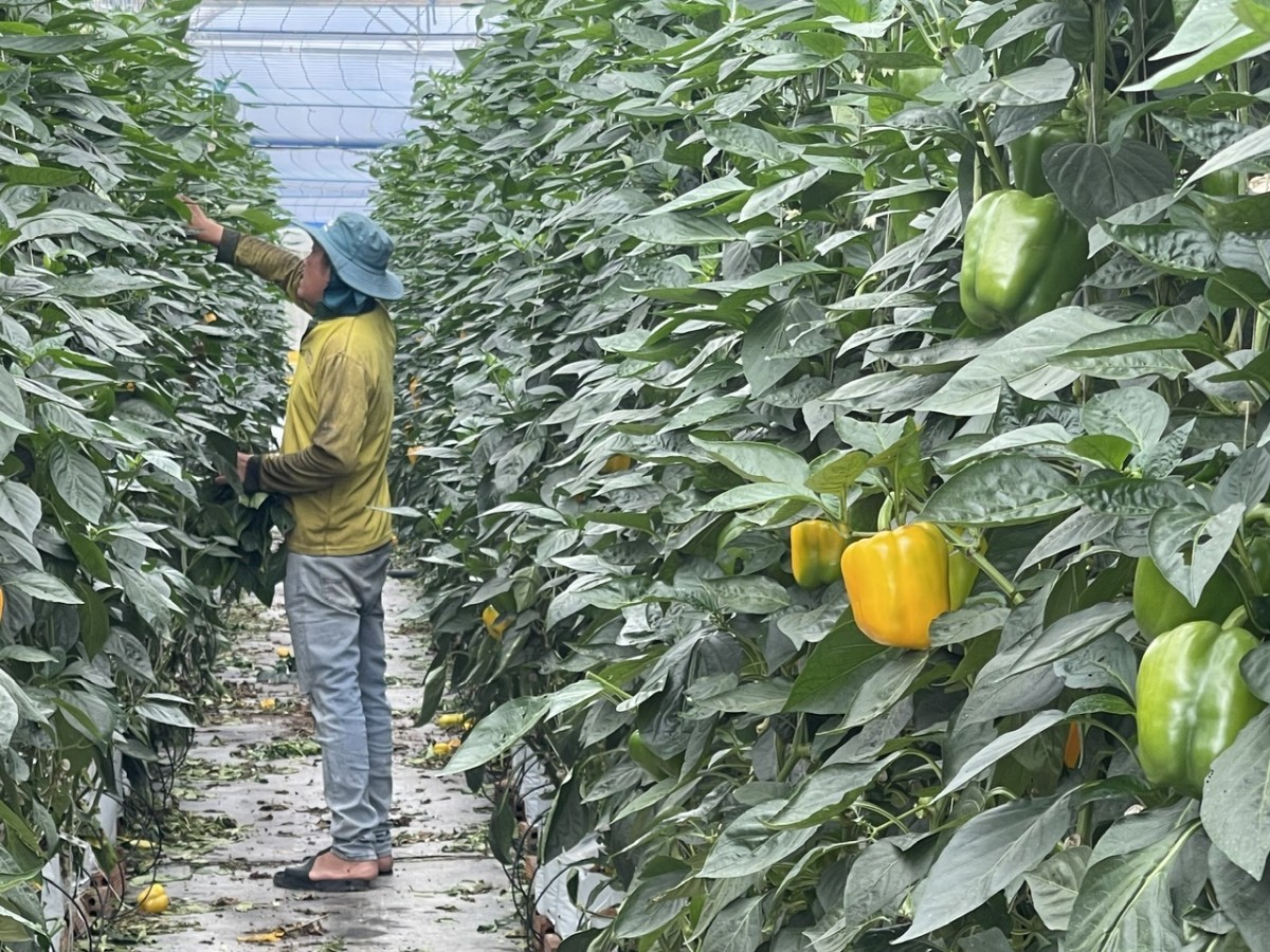 Thiên địch mở ra hướng đi mới cho nông nghiệp hữu cơ tỉnh Lâm Đồng và khu vực Tây Nguyên