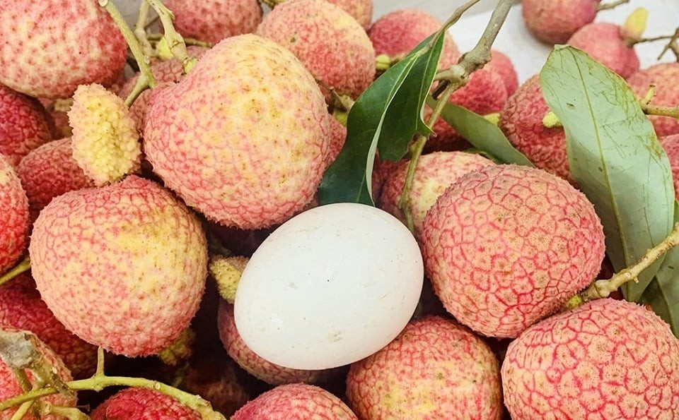 Vải trứng Hưng Yên vào vụ thu hoạch: Tuyệt phẩm OCOP 4 sao khẳng định đẳng cấp nông sản hạng sang