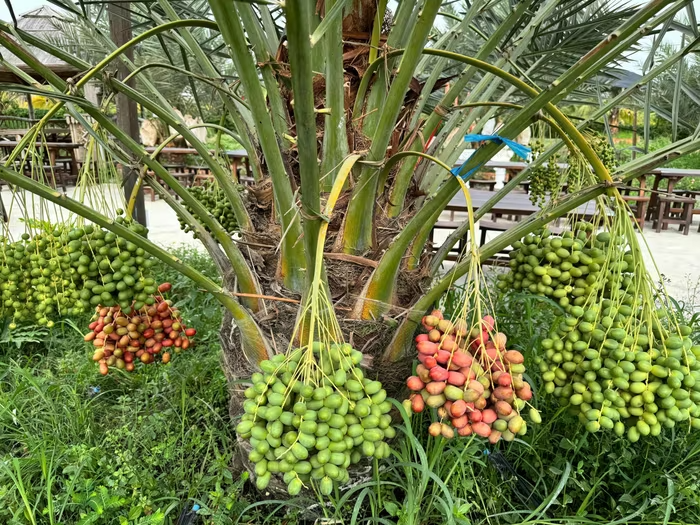 Trồng chà là trên vùng biên, nông dân thu tiền tỷ mỗi vụ