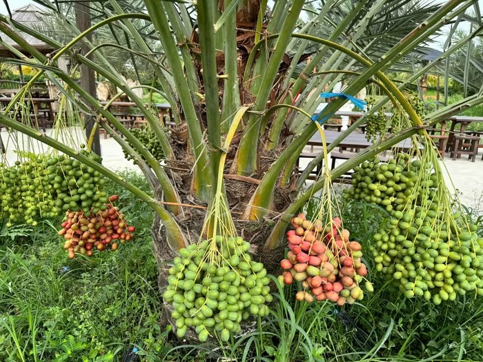 Khám phá vườn chà là trĩu quả ở vùng biên giới Đồng Tháp