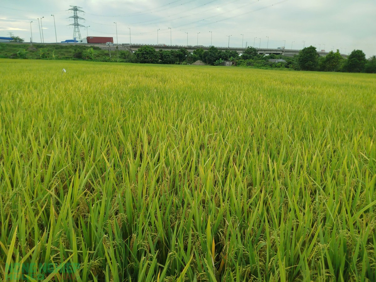 Hải Phòng: Đẩy nhanh thu hoạch lúa Hè thu, chủ động kiến tạo quỹ đất cho khung thời vụ đông