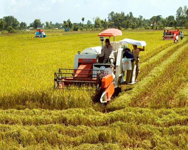 Hải Phòng: Đẩy nhanh thu hoạch lúa Hè thu, chủ động kiến tạo quỹ đất cho khung thời vụ đông
