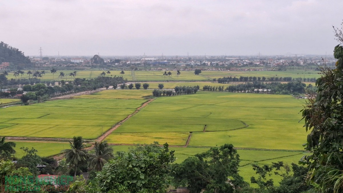 Hải Phòng: Đẩy nhanh thu hoạch lúa Hè thu, chủ động kiến tạo quỹ đất cho khung thời vụ đông