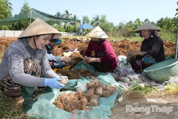 Khi rơm rạ trở thành “vàng nâu” của nhà nông miền Tây